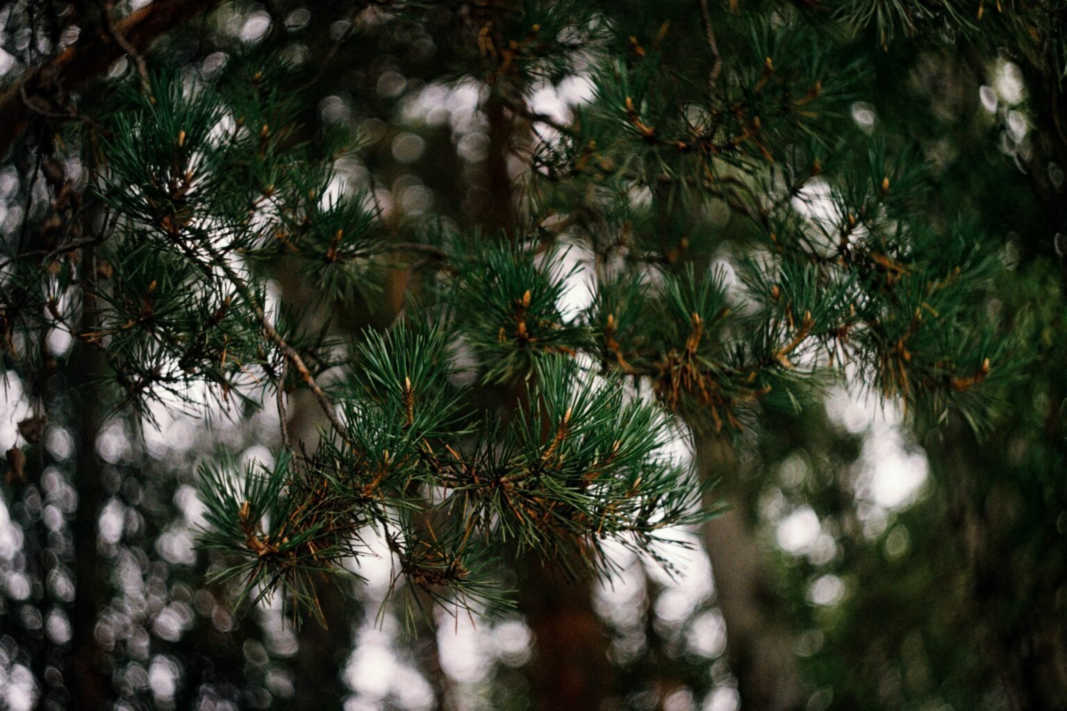 pine cam