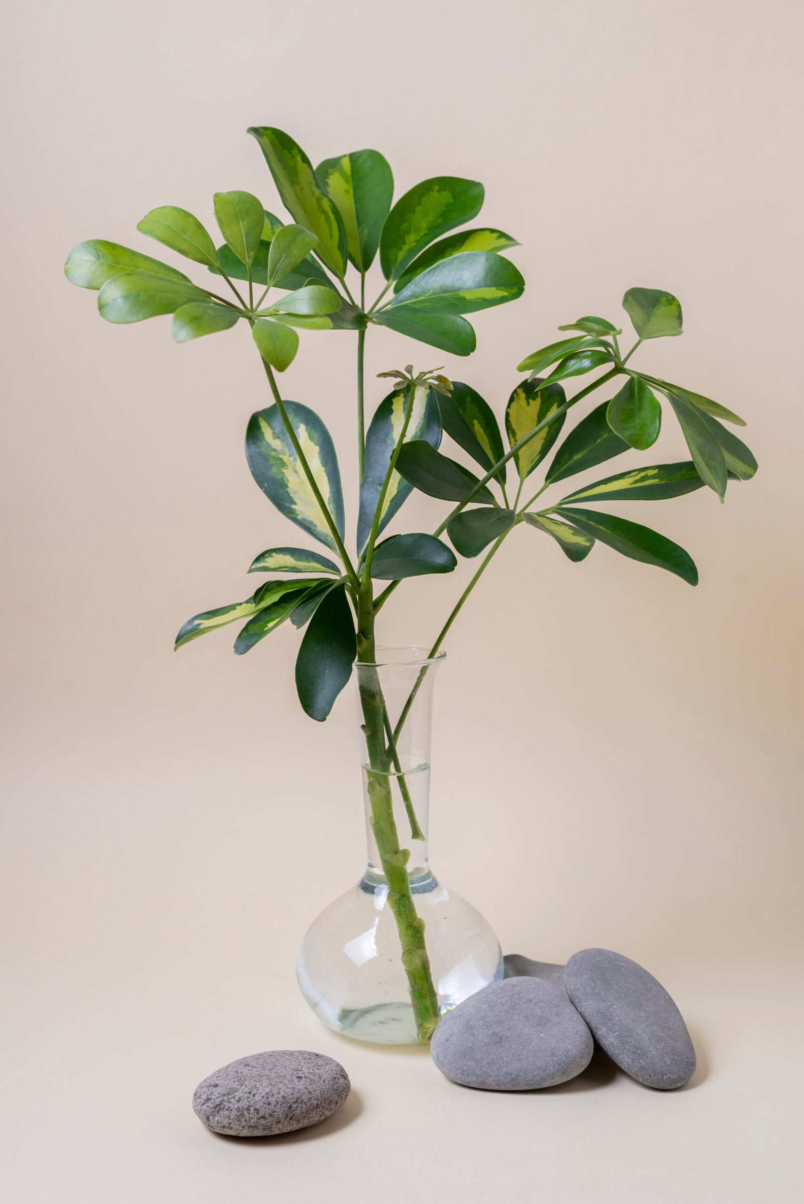 ficus audrey leaves curling